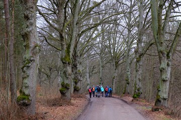 Obraz premium A group of tourists walking along a beautiful avenue of trees. Active recreation in the fresh air. Black PTTK trail, Lapino, Kaszuby, Poland