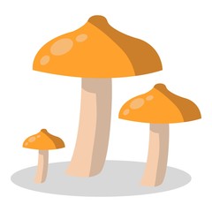 Forest mushroom, kinds of mushrooms. boletus, mushroom chanterelle, orange-cap boletus