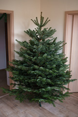 beautiful Christmas undecorated fir in the apartment before Christmas