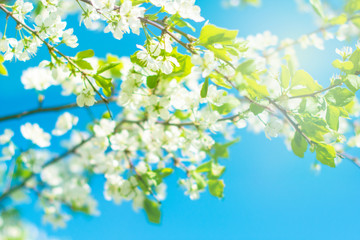 Cherry blossoms with white flowers against a blue sky on a clear spring day.