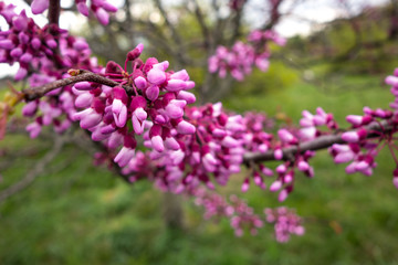 Blooming pink bunch of tree, on blurred green background, close up view.