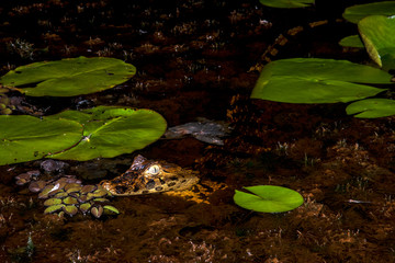 Caiman photographed in Linhares, Espirito Santo. Southeast of Brazil. Atlantic Forest Biome. Picture made in 2015.