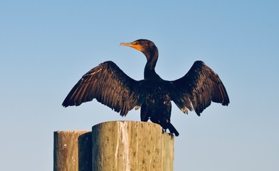 Double-Crested Cormorant