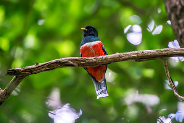Bird photographed in Linhares, Espirito Santo. Southeast of Brazil. Atlantic Forest Biome. Picture made in 2015.
