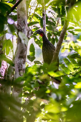 Bird photographed in Linhares, Espirito Santo. Southeast of Brazil. Atlantic Forest Biome. Picture made in 2015.