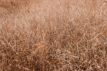 Barren land, dry grass background. Herb in the field