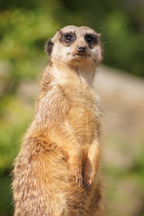 A cute meerkat on the lookout