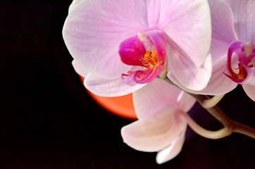 Fototapeta na wymiar pink orchid flowers on a black background 
