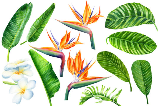 set of tropical flowers strelitzia, plumeria and palm leaves on an isolated white background, watercolor illustration, hand drawing,