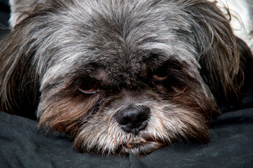 Tired Tri-color Shih Tzu dog lying down on black background, looking at viewer looking sad and sleepy.