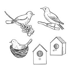 Hand drawn spring birds. Vector sketch  illustration.