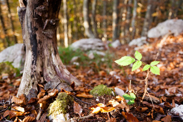 Wild plant leaf close up, autumn background.