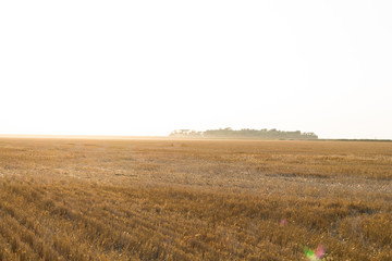 Farmer's field at sunset