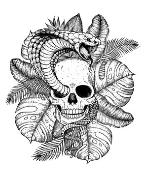 Skull, cobra snake and palm leaves hand drawn illustration. Tattoo vintage print. Hand drawn floral print. Tattoo design. Jungle print. Tropical illustration.