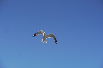 seagull flying in the blue sky