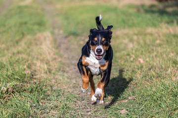 Happy appenzeller dog runs on meadow with green grass in summer or spring