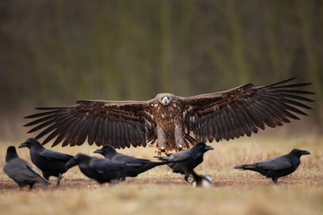 white tailed eagle, haliaeetus albicilla, Europe nature