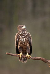 white tailed eagle, haliaeetus albicilla, Europe nature