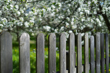 Wooden fence near the flowering apple-tree in the garden, very shallow depth of field.