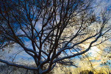 Polarized Sky in the park