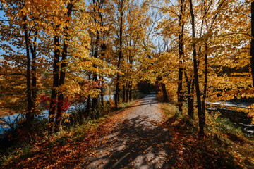 Obraz premium Beautiful alley in autumn park with colorful trees