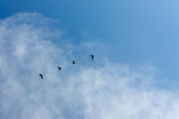 canada geese in the sky on a sunny day