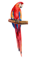 tropical bird, macaw parrot on an isolated white background, watercolor illustration, hand drawing © Hanna