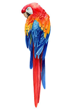 tropical bird, macaw parrot on an isolated white background, watercolor illustration, hand drawing