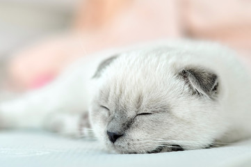 White Scottish fold domestic cat sleeping in white bed. Beautiful white kitten. Portrait of Scottish kitten. Cute white cat kitten fold grey ears. Cozy home. Animal pet cat. Close up copy space