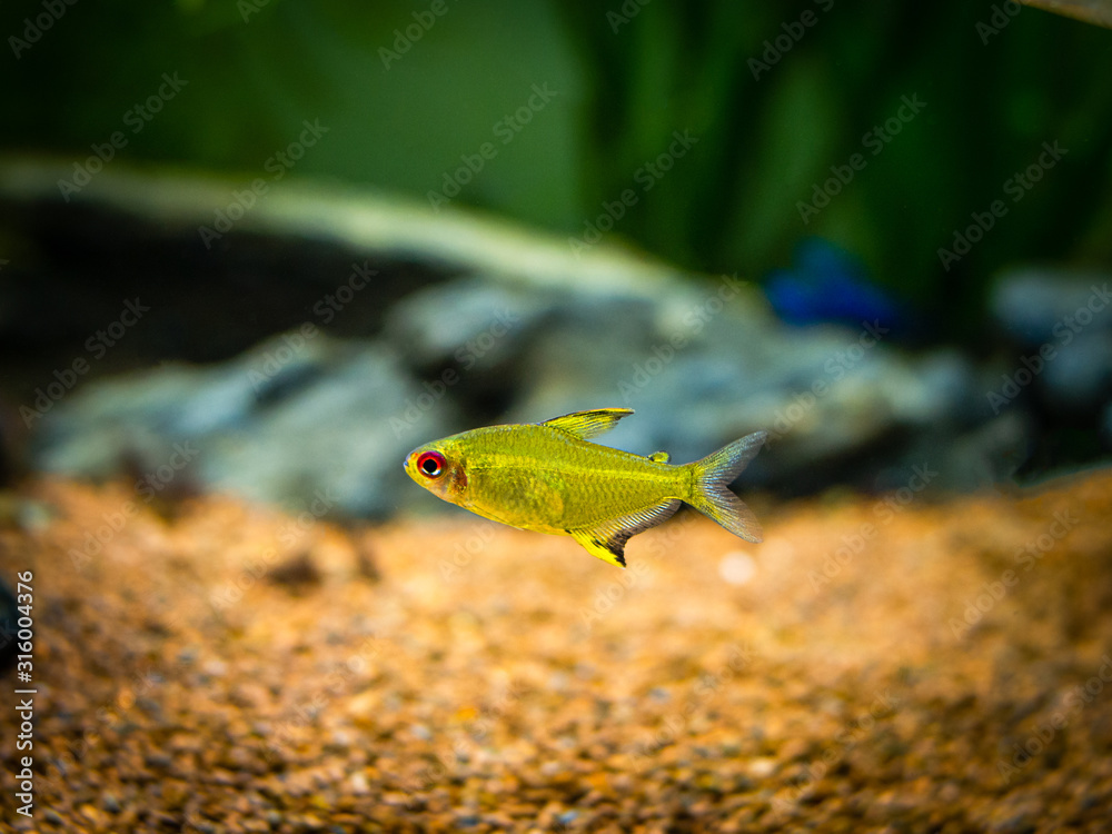 Sticker lemon tetra (Hyphessobrycon pulchripinnis ) in a fish tank - Stickers
