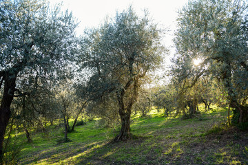 group of olive trees at sunset. Umbria Italy