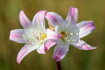 Lily flowers
