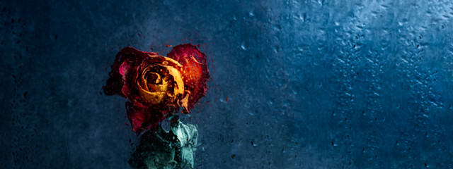 Dried orange rose. Beautiful faded flower through the glass with rain drops. Sad love concept. Copy...