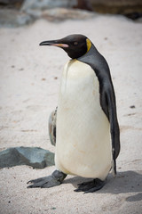 People watching a young King Penguin settled in Buffels bay in Cape point South Africa for molting possible due to climate change or migration patterns.