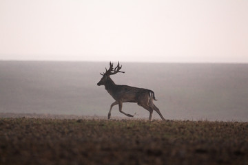 Follow deer (Dama dama) from romanian wilderness