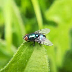 Green bottle fly, Lucilia sp.