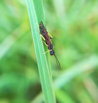 Timothy stem-borer sawfly, Cephus spinipes
