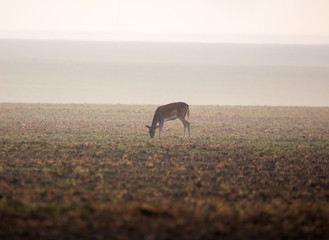Dama dama, the fallow deer, from . Romania 