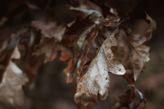 autumn leafs close up