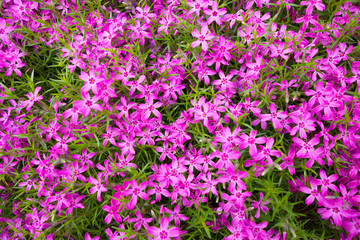 Field of pink violet spring flowers.