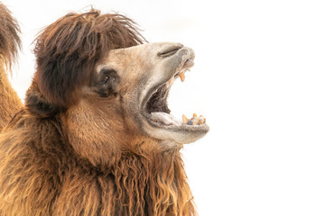 close up head shot of Camel 