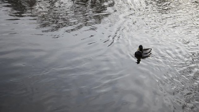 A duck and a Drake swim the river 