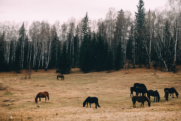 Fototapeta na wymiar Outdoors wild horses 