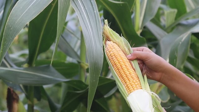 Farmer holding corn cob at field. Agricultural inspecting quality of ripe corn. Harvest season to make money. Planters concept. Used as food for animals
