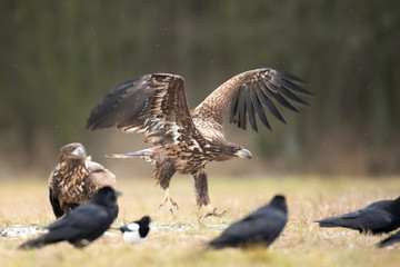 white tailed eagle, haliaeetus albicilla, Europe nature