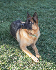 German Shepherd puppy lying on the grass, domestic dog, protector, child, eyes, police dog, warm...