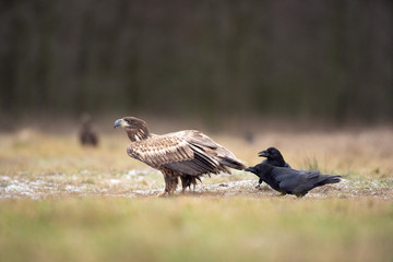 white tailed eagle, haliaeetus albicilla, Europe nature