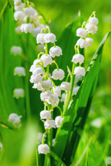 Lily of the valley. Floral spring background in bright spring colors with copy space. Natural nature background with blooming beautiful flowers lilies of the valley lilies-of-the-valley.