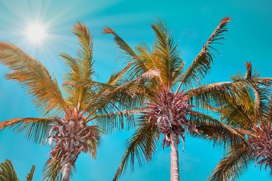 palm trees in Spain against the sky, in the left corner the bright sun with sun rays, mint green color style
