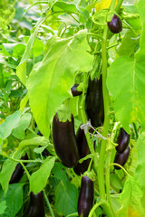 Eggplant Growing Branch Leaf Green. Young growing eggplant us green branch close-up. Eggplant grow greenhouse.